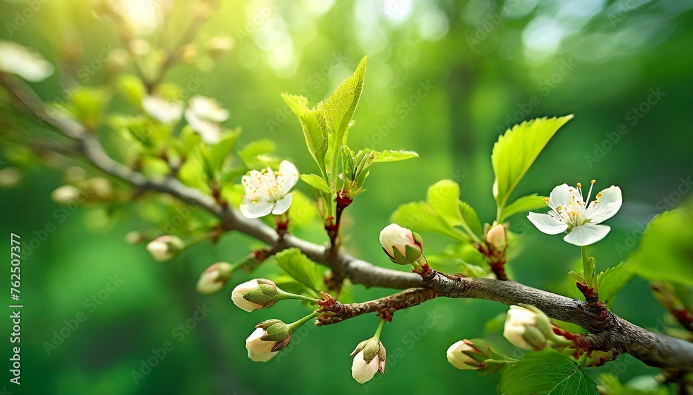 Close-up Green Leaves, buds and flowers