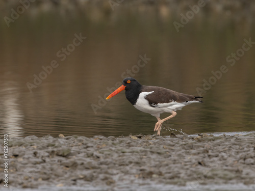 A single American oystercatcher walking at the edge of the water in an estuary with water drops, coming off its foot. 