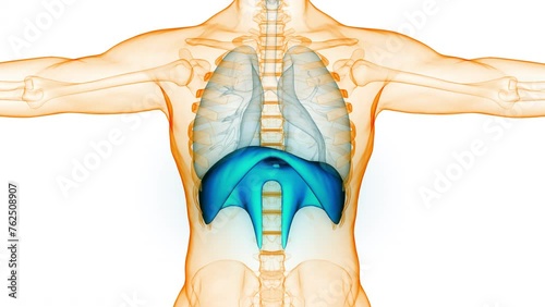 Human Respiratory System Lungs with Diaphragm Anatomy Animation Concept