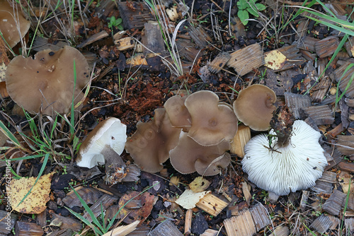 Ampulloclitocybe clavipes, also called Clitocybe clavipes, commonly known as club-foot or club-footed clitocybe, wild mushrooms from Finland photo