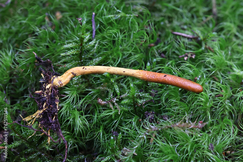 Snake's tongue, Tolypocladium ophioglossoides, also known as golden thread cordyceps or snaketongue truffleclub, wild medicinal fungus from Finland photo