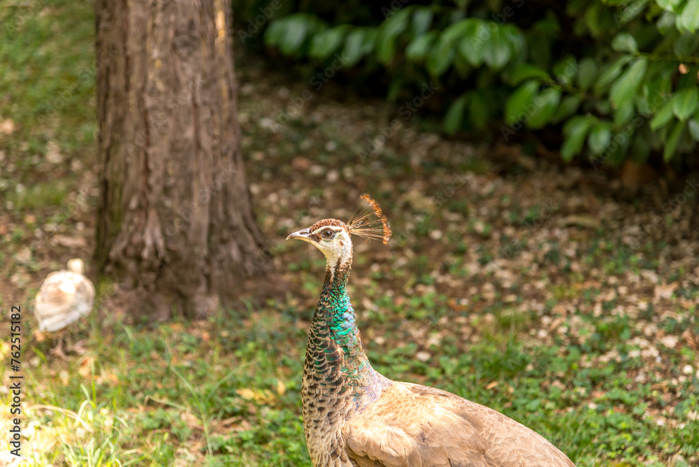 Bergamo, lombardia, italy, parco naturale, animali, Bergamo, lombardia, italy, parco naturale, animali,