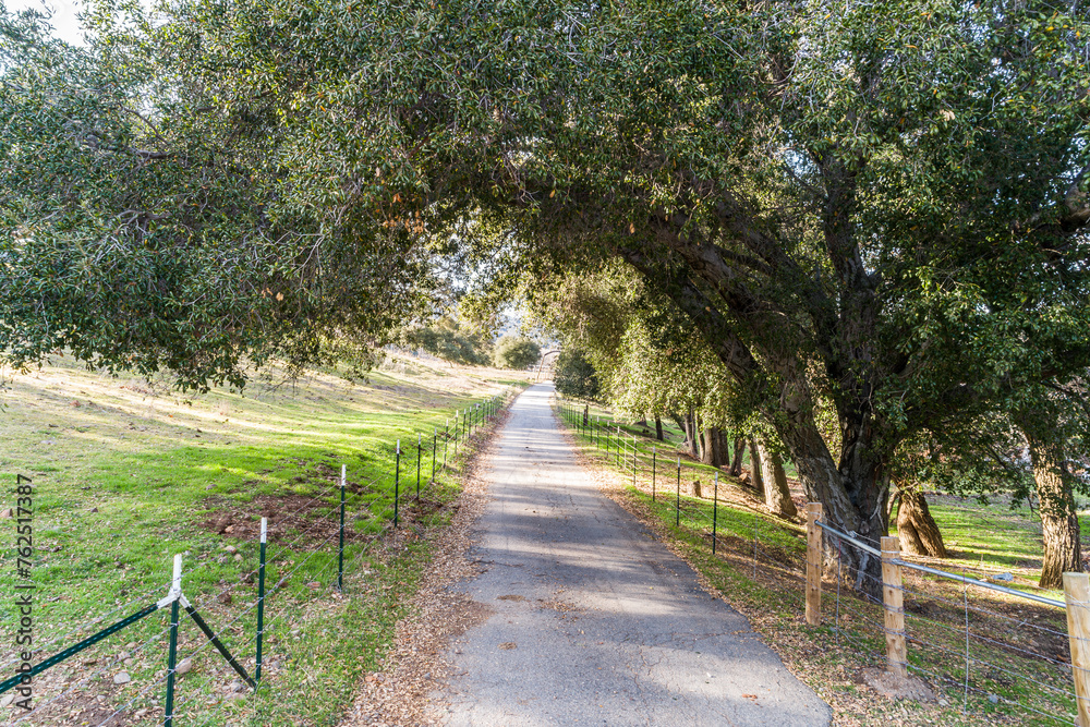 Tree tunnel road