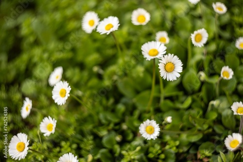 Bunch of Daisies in Po Valley Field