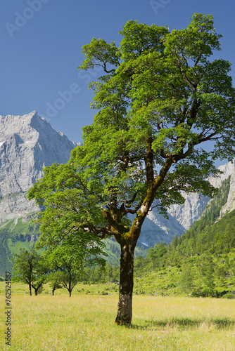 Österreich, Tirol, Karwendel, Großer Ahornboden, Spritzkarspitze, Ahorn, Wiese