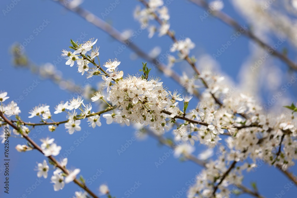 Close Up of White Flowers on a Tree