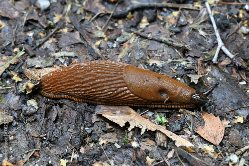 Spanish slug, Arion vulgaris, also called Arion lusitanicus, a highly invasive and harmful garden pest photo