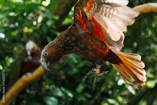 NZ Kaka at Zealandia Nature Reserve photo