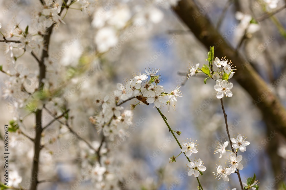 Close Up of White Flowers on a Tree