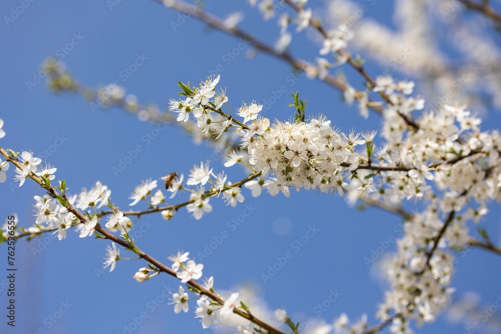 Branch With White Flowers Against Blue Sky