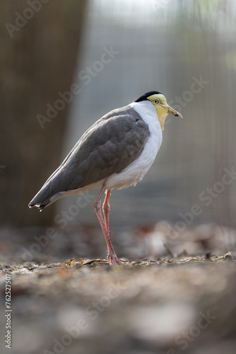 Australian jay bird outside in paddock. © lapis2380