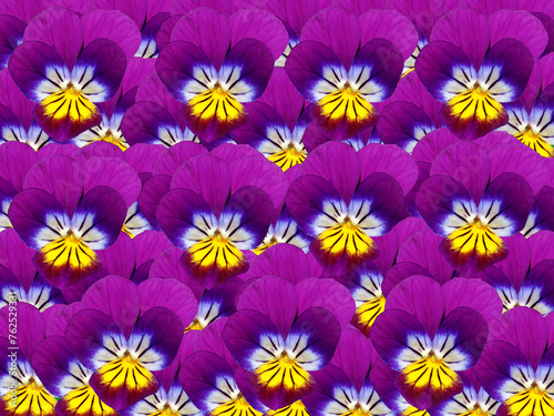Gelb-Violett blühende Hornveilchen © Pixelmixel