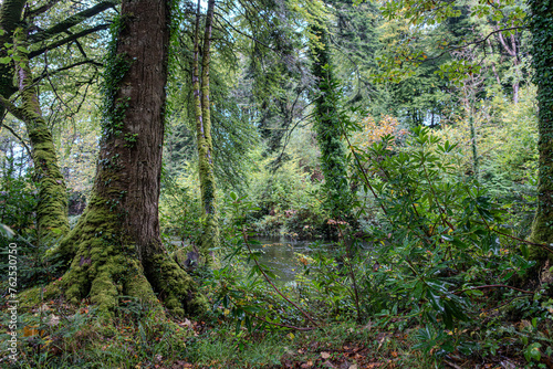 Kleiner Fluss im dichten Wald © Andreas Gruhl
