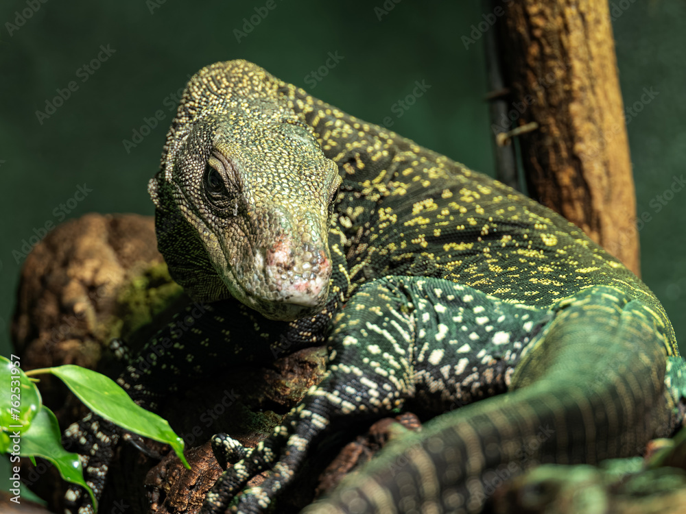 A Papuan monitor lizard observes and rests. A Papuan monitor lizard observes and rests.