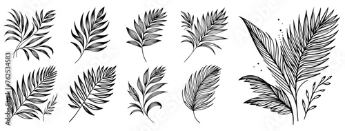 domestic palm leaves collection various examples black vector