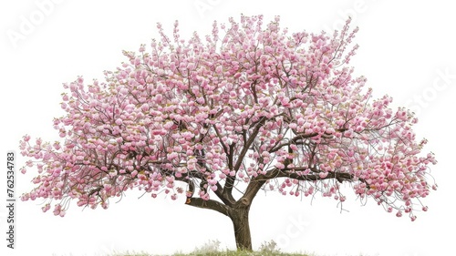 Vibrant cherry tree in full bloom - An impressive cherry tree with a burst of pink blossoms  symbolizing the vibrancy and beauty of Spring