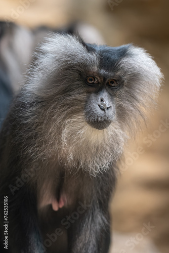 Macaque lion female with nipples. photo
