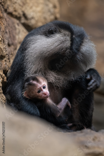 Macaque lion cub with mom. photo