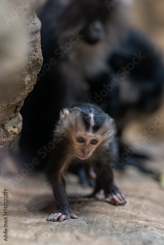Macaque lion cub with mom. photo