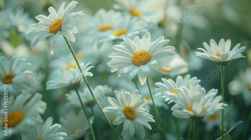 Beautiful daisies  real shot  close-up