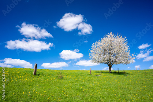 blossom tree on spring meadow with blue sky with clouds