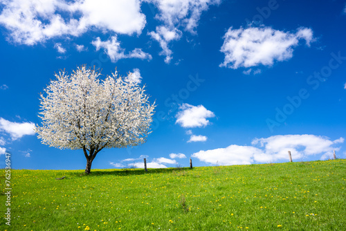 lonely blossom tree on spring meadow in sunny day