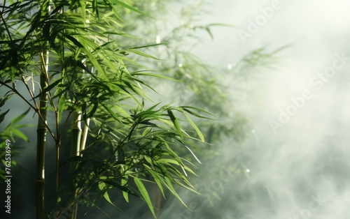 Sunlit bamboo foliage with a misty backdrop