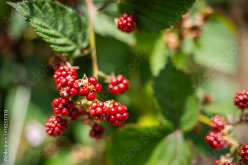 Foraging blackberries in the wild in tasmania australia. Harvesting berries  picking blackberries in summer in australia  wild berries