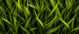 Whispers of emerald. A detailed, intricate view of vibrant green grass, showcasing its lush blades and intricate patterns up close. Pattern grass background from nature suitable for graphic design
