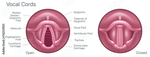 the vocal cords, or vocal folds, are two muscular bands inside the throat or voice box that produce the sound of your voice vector illustration. Closed and open folds. they help breathe and swallow. photo