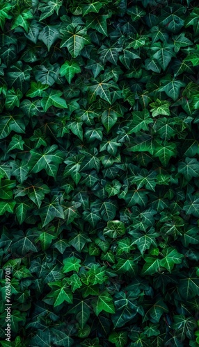 Closeup of green hedge wall with small leaves in garden   eco evergreen background