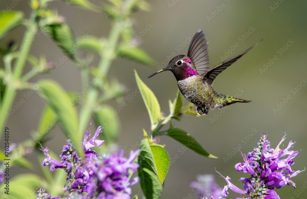 Fototapeta premium Flashy hummingbird coming in for nectar showing off purple gorget up close and frozen in flight