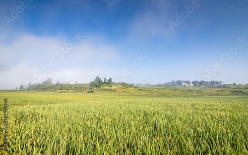 Landscape view of greenery paddy farmland in Nepal. 