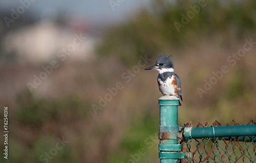 Belted kingfisher on the lookout in Bolsa Chica