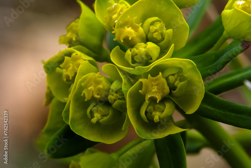 beautiful yellow flower photographed close up on a blurred background photo