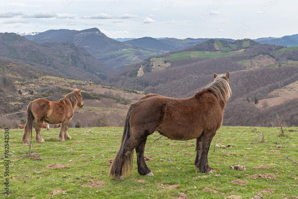 Burguete breed mares grazing in the mountains. Navarrese Pyrenees