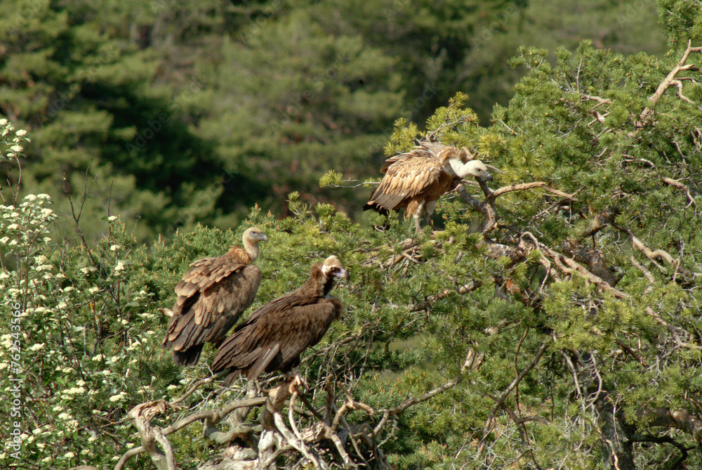 Vautour moine,.Aegypius monachus, Cinereous Vulture, Vautour fauve ...