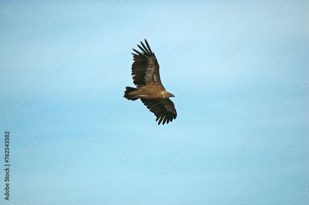 Obraz premium Vautour fauve,.Gyps fulvus, Griffon Vulture, Parc naturel régional des grands causses 48, Lozere, France