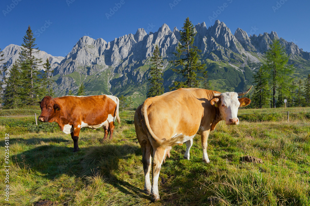 Blick vom Hochkeil zur Mandlwand, Kühe, Alm, Hochkönig, Salzburg, Österreich
