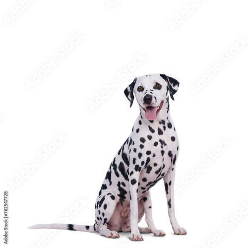 cute Dalmatian dog sitting on the floor  isolated on transparent background