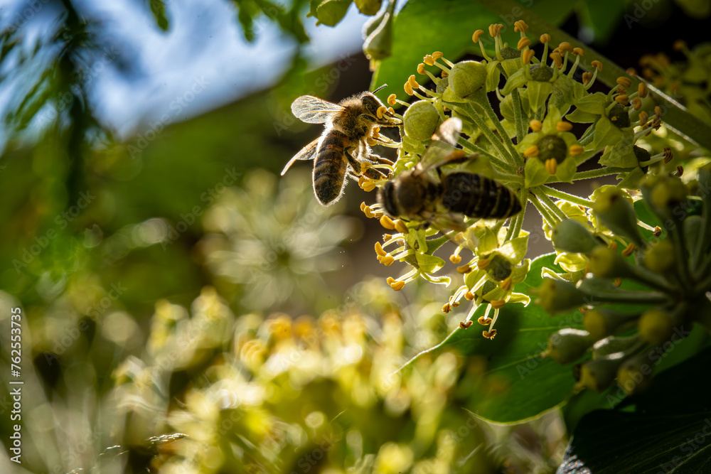 Biene auf Efeublüte mit Pollenhöschen Biene auf Efeublüte mit Pollenhöschen
