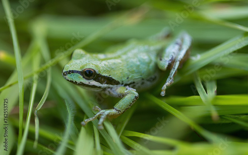 Green color morph Pacific Tree Frog camouflaging on grass. Joseph D. Grant County Park, Santa Clara County, California.