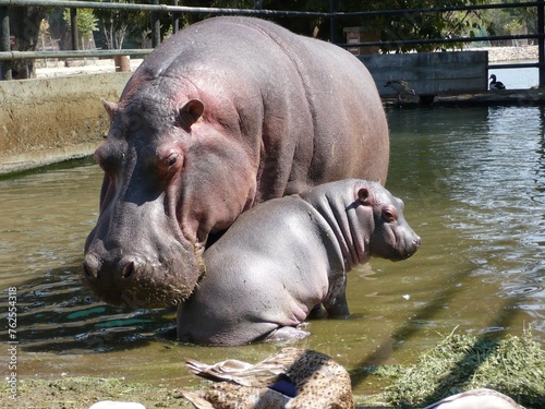 "A mother hippopotamus and her calf wading through the shallow waters, their bond evident in every gentle movement and protective glance exchanged between them."





