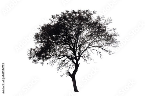 silhouette of a tree with leaves that are not growing