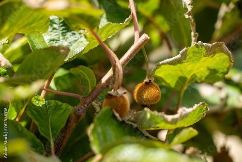 kiwi fruit plant growing on a farm in australia