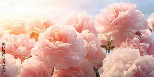 Many roses bloom like a sea of clouds, with delicate petals and fragrant aroma