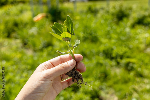 A hand holds a young swan weed plant. Atriplex patula photo