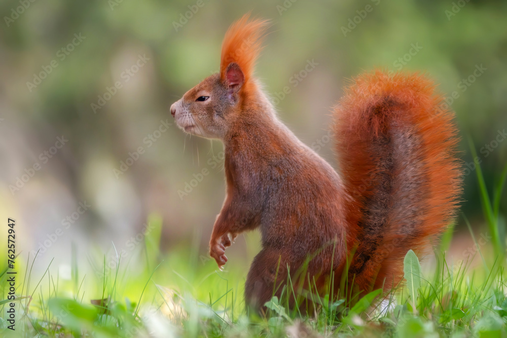 Schnüffelndes Eichhörnchen auf der Wiese Schnüffelndes Eichhörnchen auf der Wiese