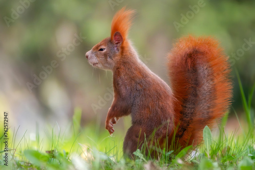 Schnüffelndes Eichhörnchen auf der Wiese