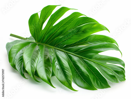 Plant leaf isolated on white background